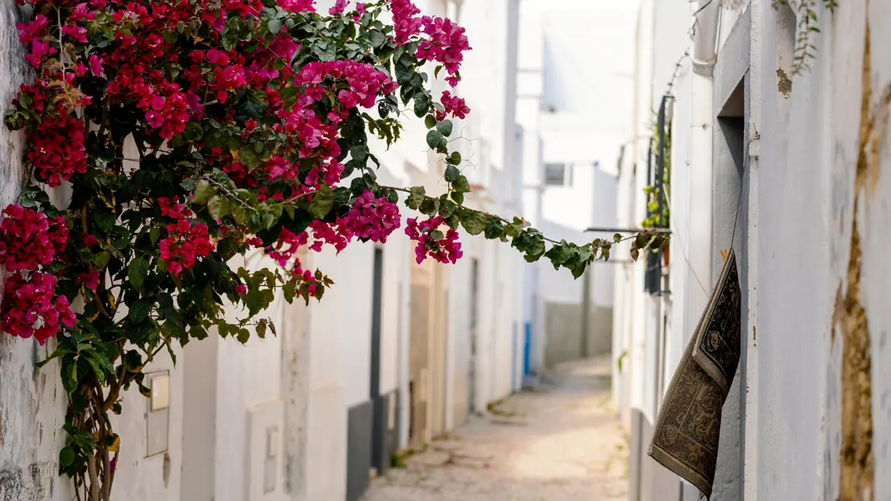 Pink flowers climbing the wall of a white building in Olhão on the Algarve