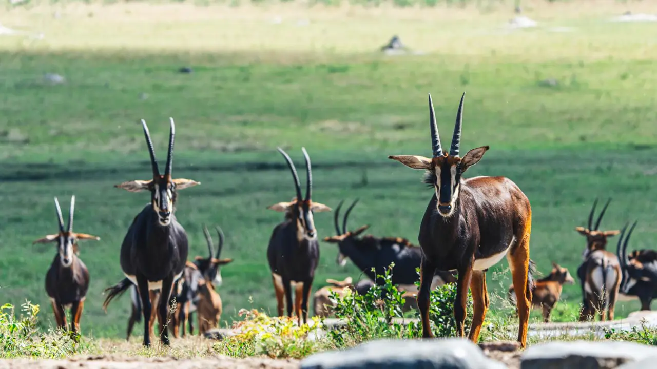 Hwange National Park, Zimbabwe