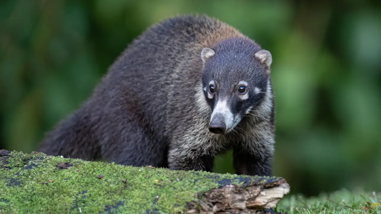 White nosed coati, Costa Rica