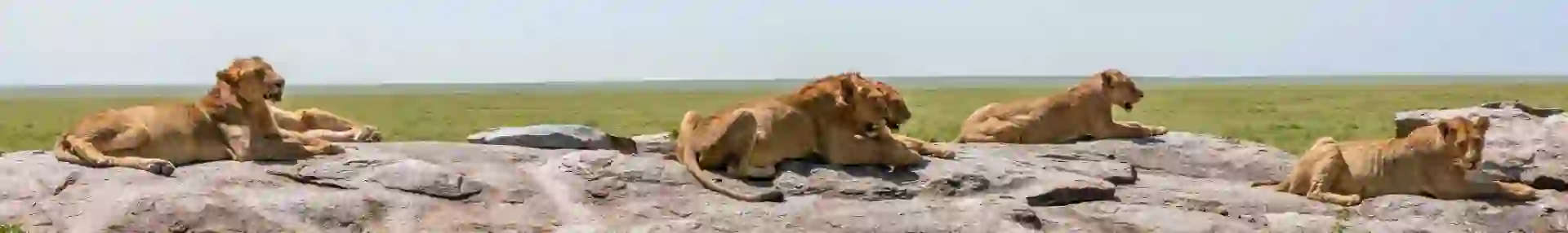 Pride of Lions, Serengeti National Park