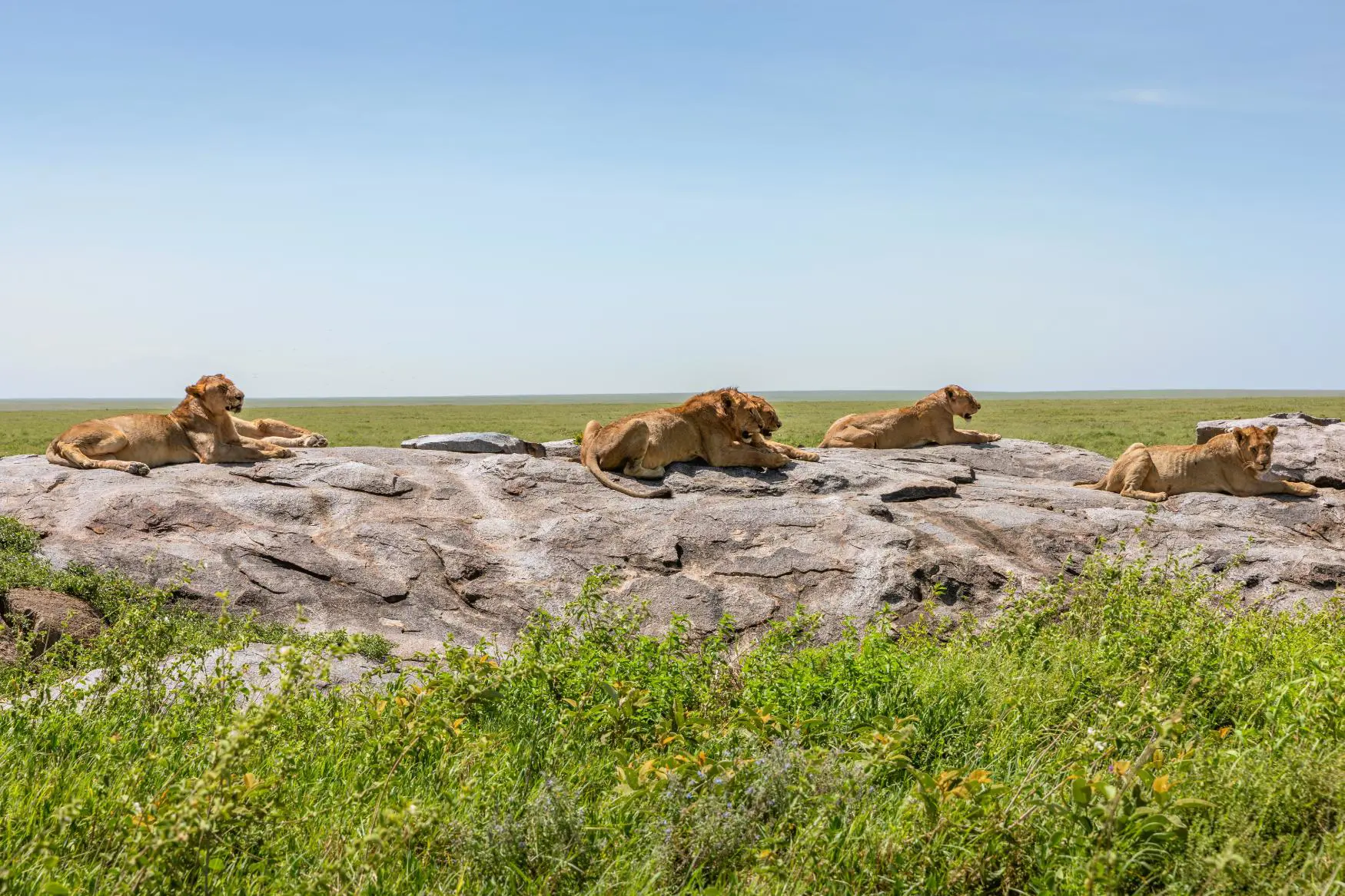  Pride of Lions, Serengeti National Park
