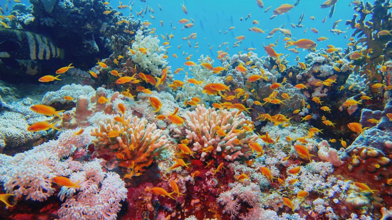 An aerial view of the vibrant turquoise waters and coral formations of the Great Barrier Reef off the coast of Queensland, Australia.