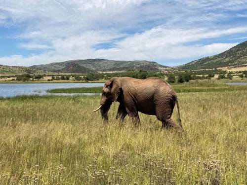 Staff Trip To A South African Safari Holiday with Newmarket Holiday