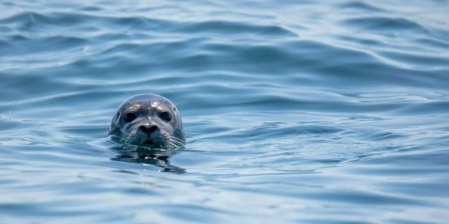 A seal's head poking out of the water and looking into the camera