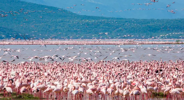 Hundreds Of Flamingos In Lake Nakuru