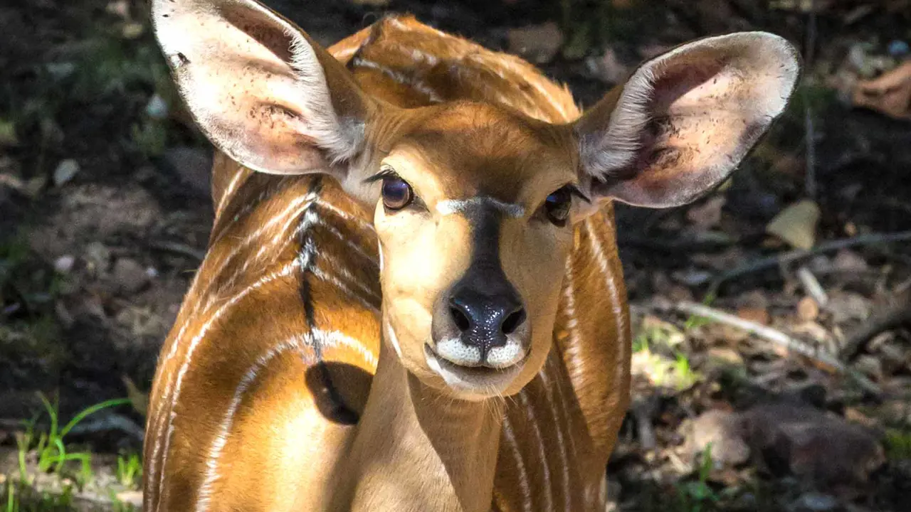 Antelope in South Africa