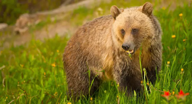 Sh 151619534 Grizzly At Lake Louise