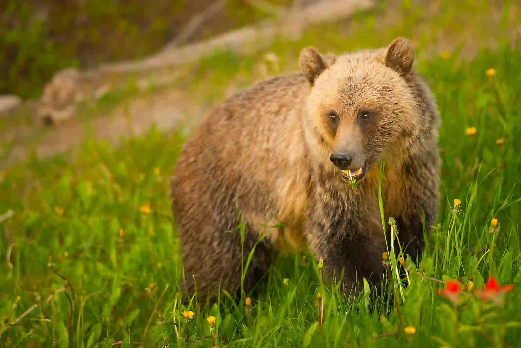 Sh 151619534 Grizzly At Lake Louise