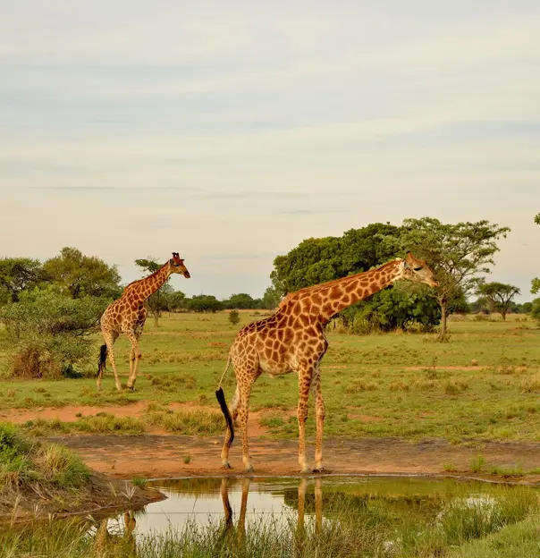 Safari Plains Waterhole View