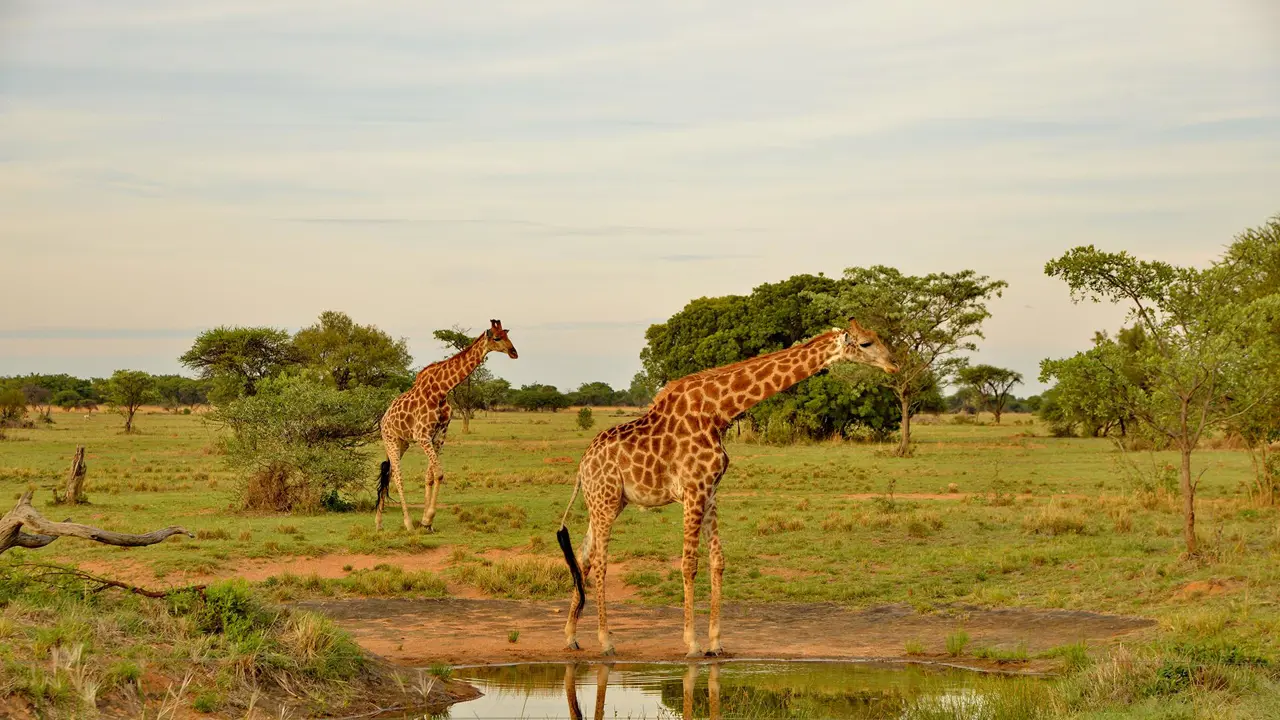 Safari Plains Waterhole View
