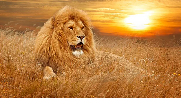 African Adult Lion in Long Grass