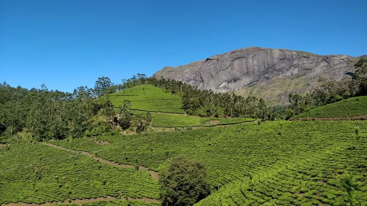 Eravikulam National Park