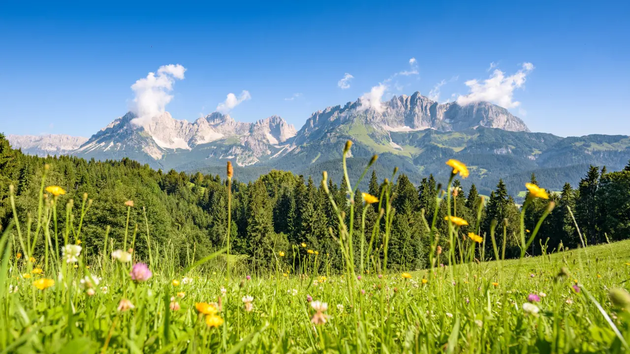 View of the mountains in the Austrian Tyrol from ground level, with flowers in front of the shot. Behind these is a strip of trees, in front of the mountains which have faint clouds at the top of them, in front of a clear blue sky.