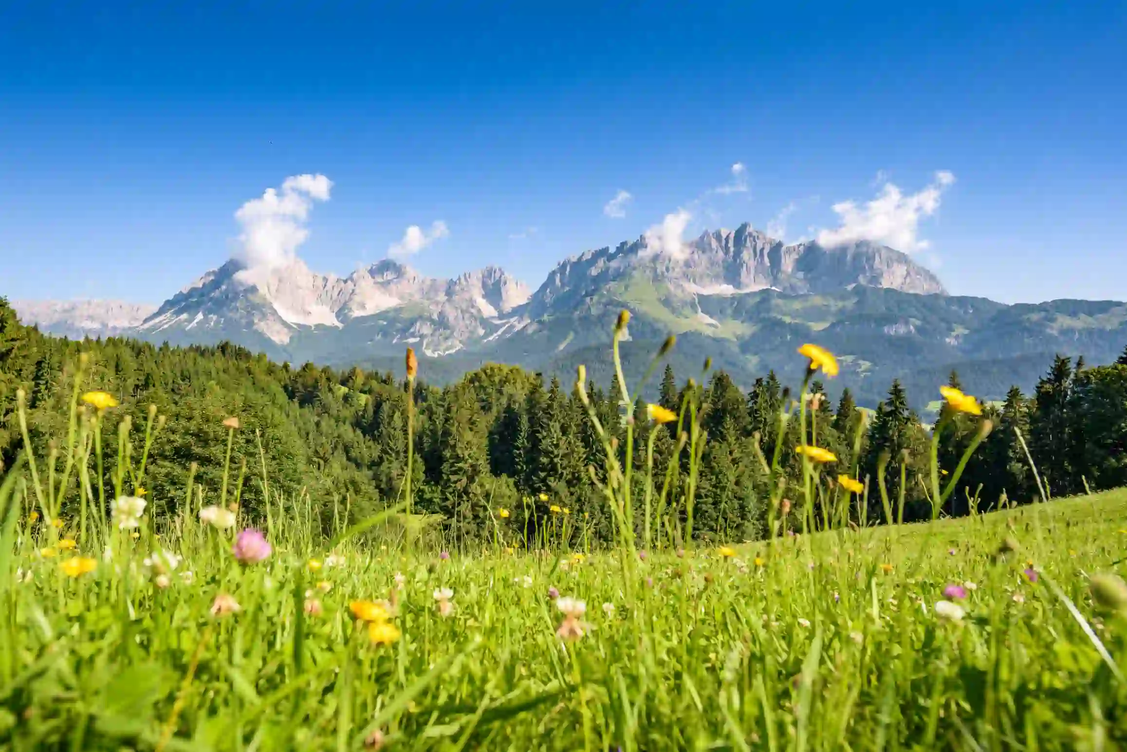 View of the mountains in the Austrian Tyrol from ground level, with flowers in front of the shot. Behind these is a strip of trees, in front of the mountains which have faint clouds at the top of them, in front of a clear blue sky.