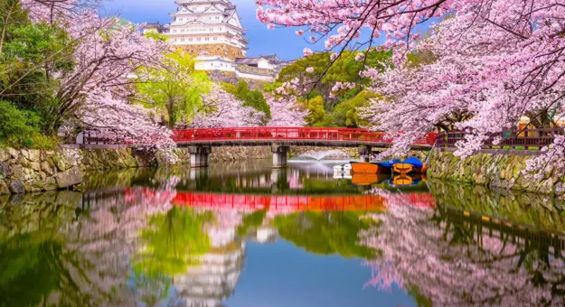 Cherry blossom trees in full bloom in Japan framing a red bridge over a calm river, with Himeji Castle in the background
