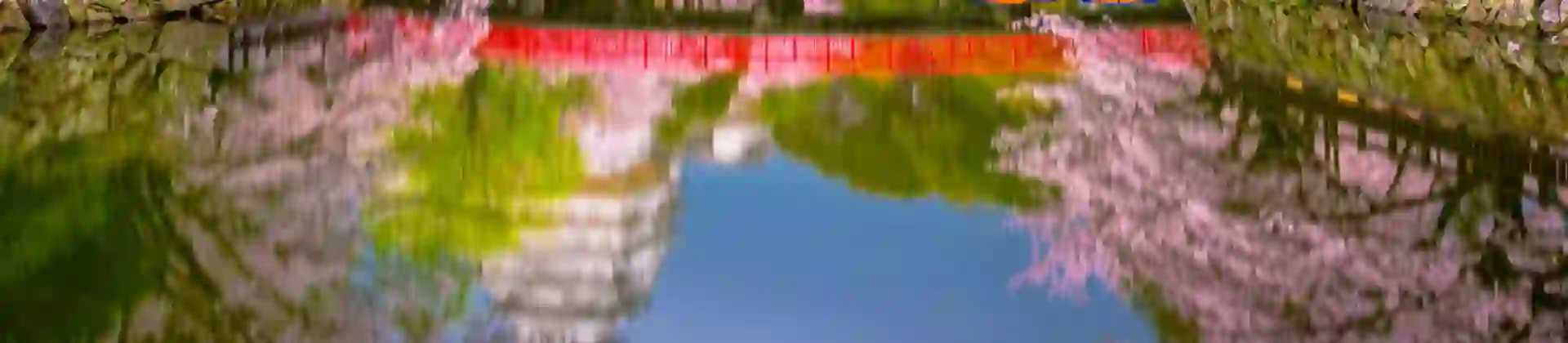 Cherry blossom trees in full bloom in Japan framing a red bridge over a calm river, with Himeji Castle in the background