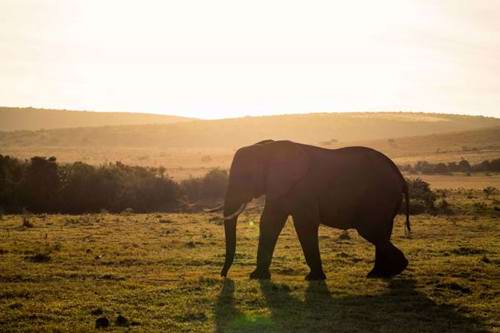 A South African safari