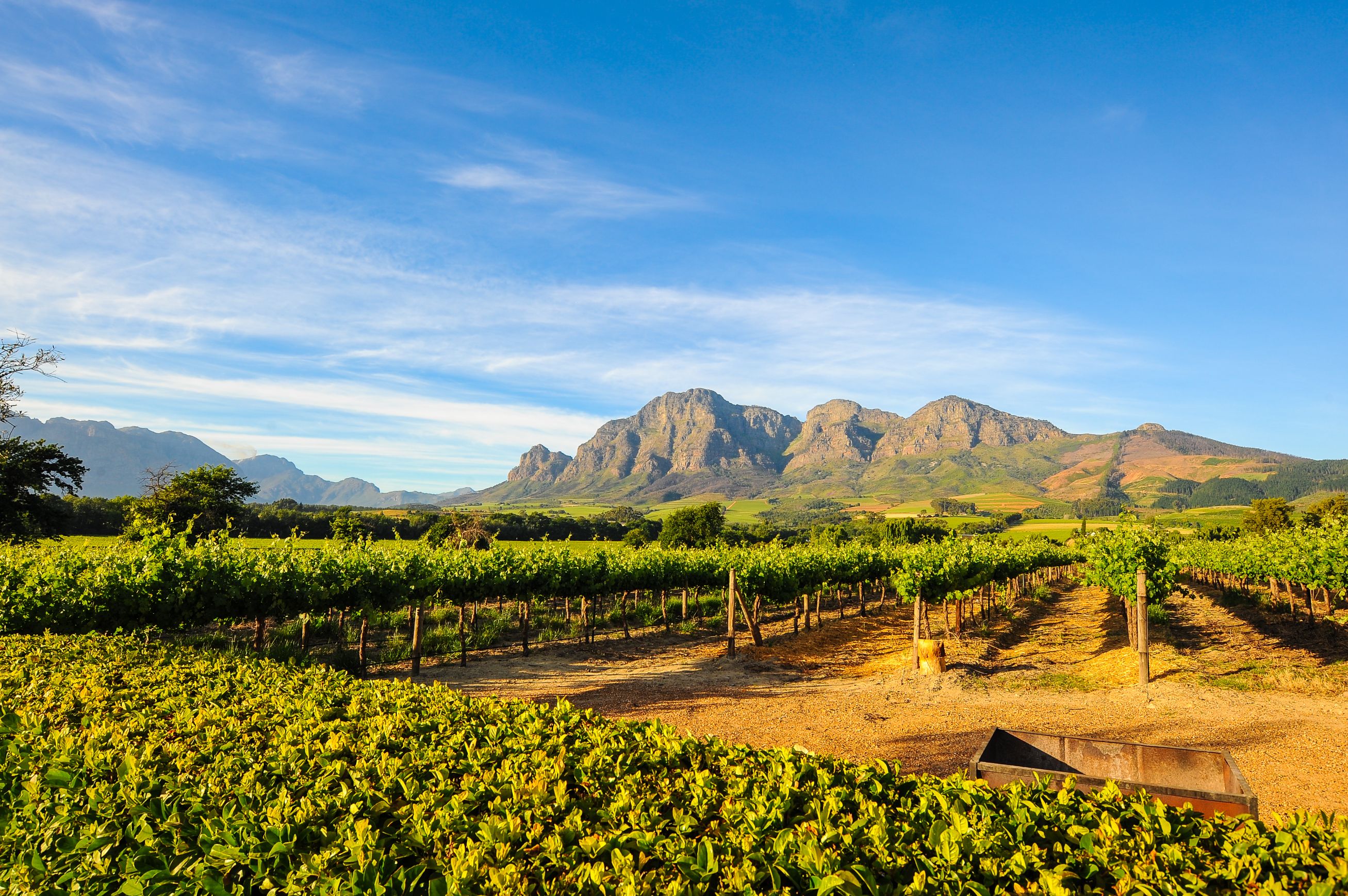  Stellenbosch Vineyards Cape Town South Africa