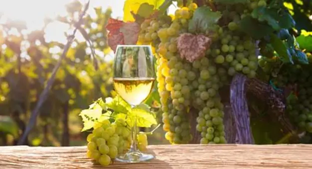 Sh_1918206884 White wine, Vineyard in Chianti, Tuscany, Italy