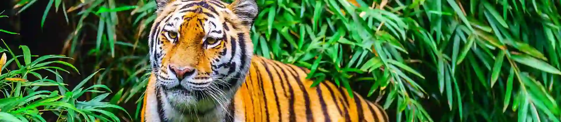 Bengal Tiger, Kanha National Park