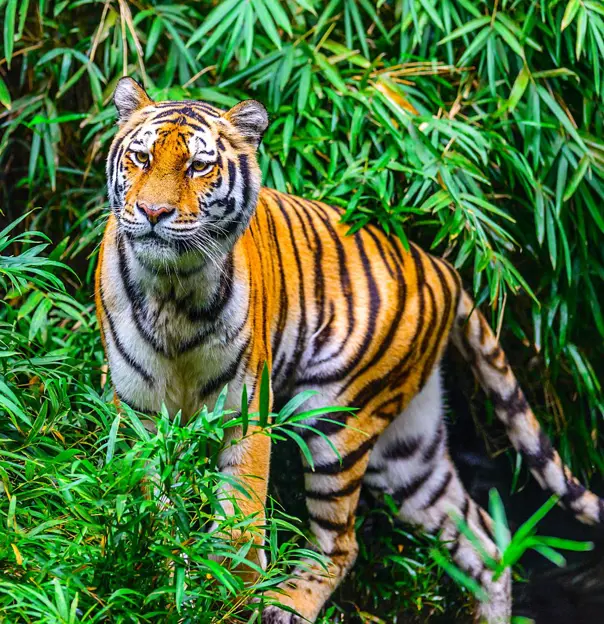 Bengal tiger, Kanha National Park