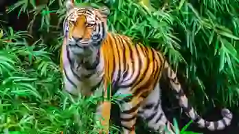 Bengal tiger, Kanha National Park