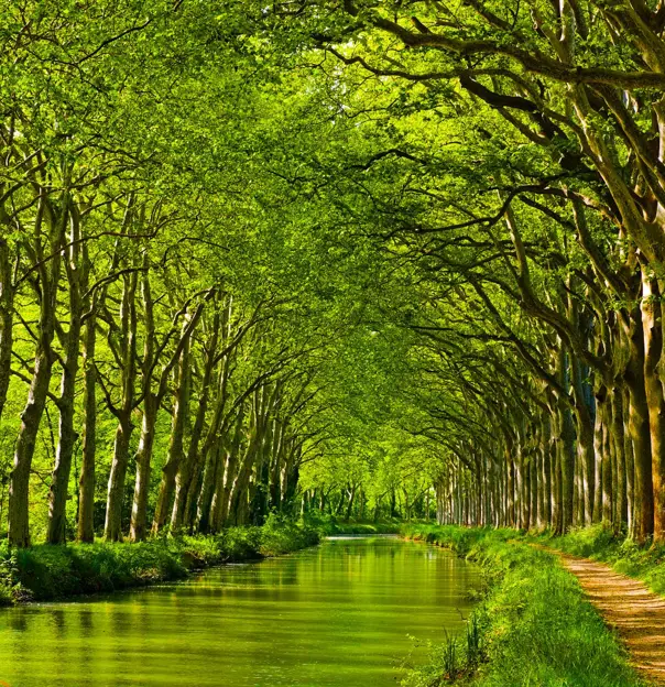 View of a canal with rows of trees on either side, with bright green leaves that curve in towards each other and cover up the sky. A pathway on the right side.