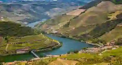 Vineyards, Douro Valley