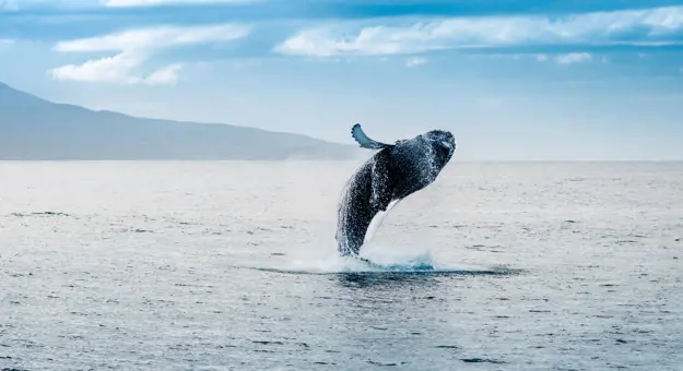 Whale diving out of water