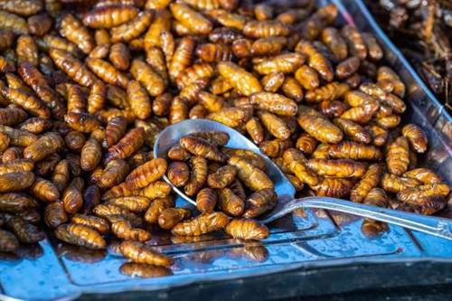 Deep-fried caterpillars