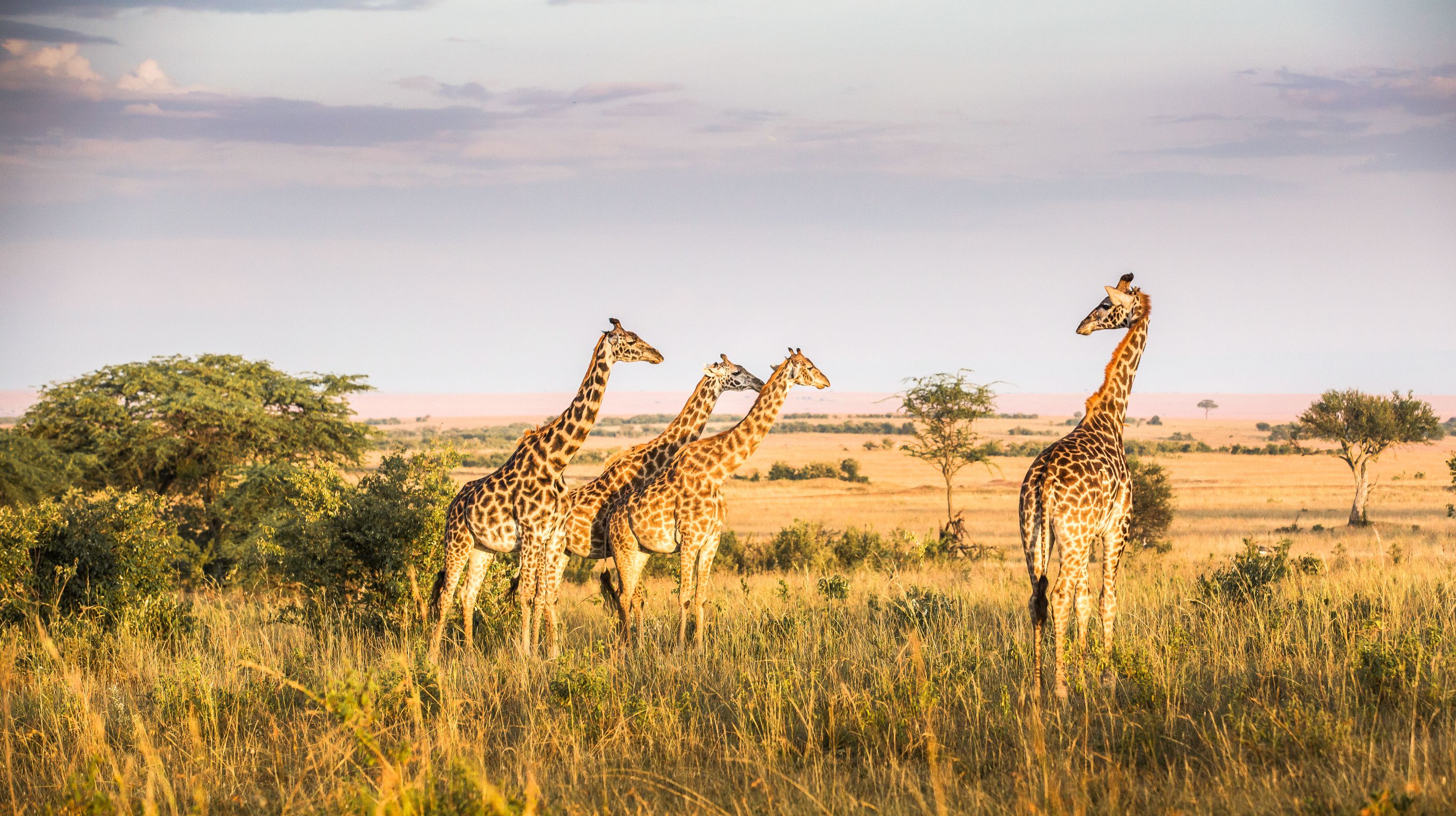 Giraffes In Kenya