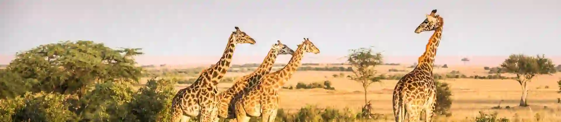 Giraffes In Kenya