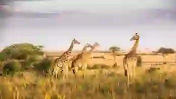 Giraffes In Kenya