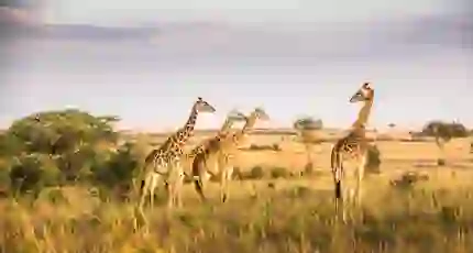 Giraffes