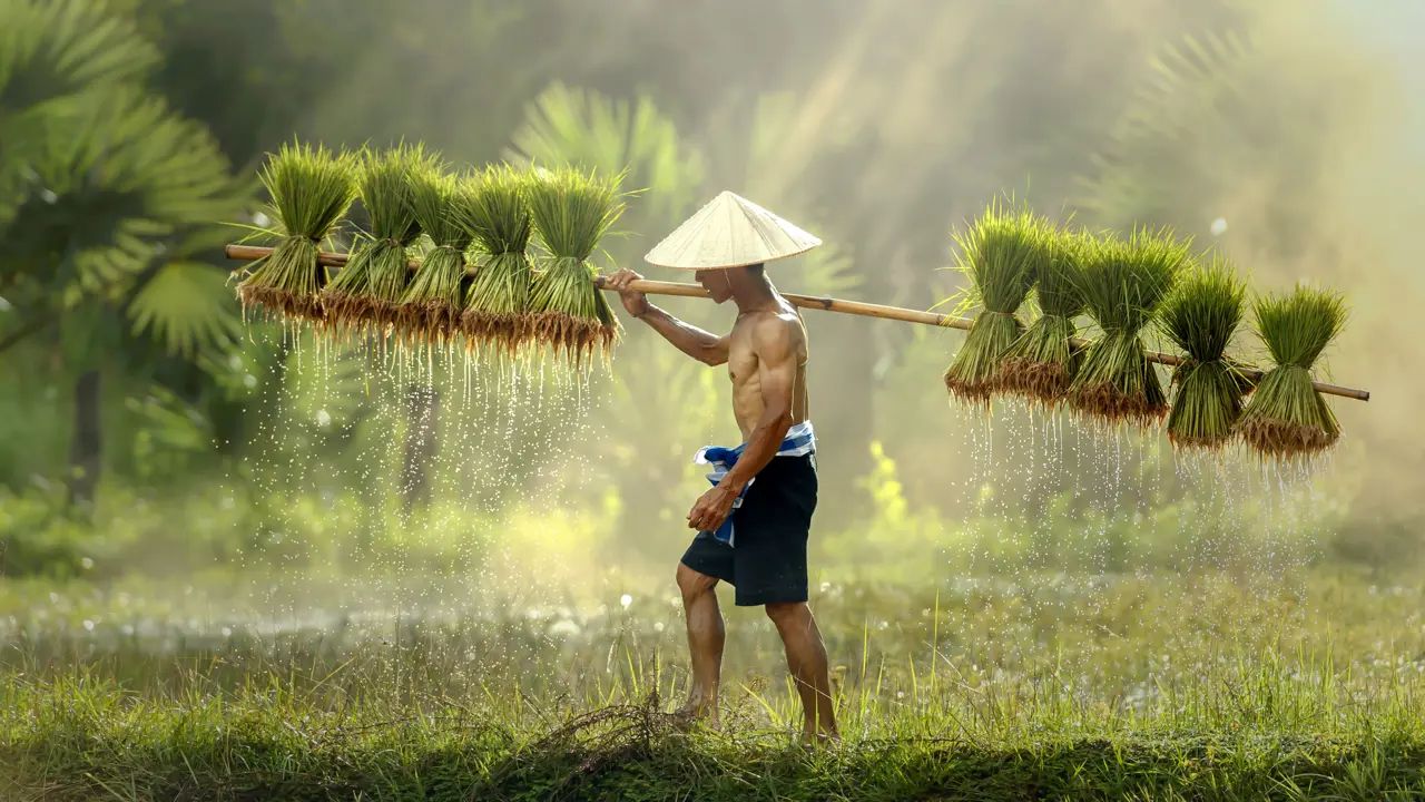 Farmer, Thailand