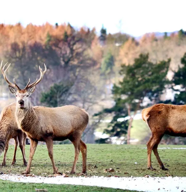 3 deer looking into the camera, with trees behind them