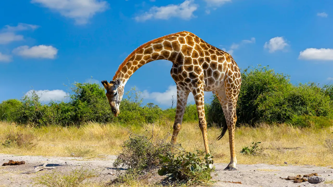 Giraffe, Chobe National Park, Zimbabwe