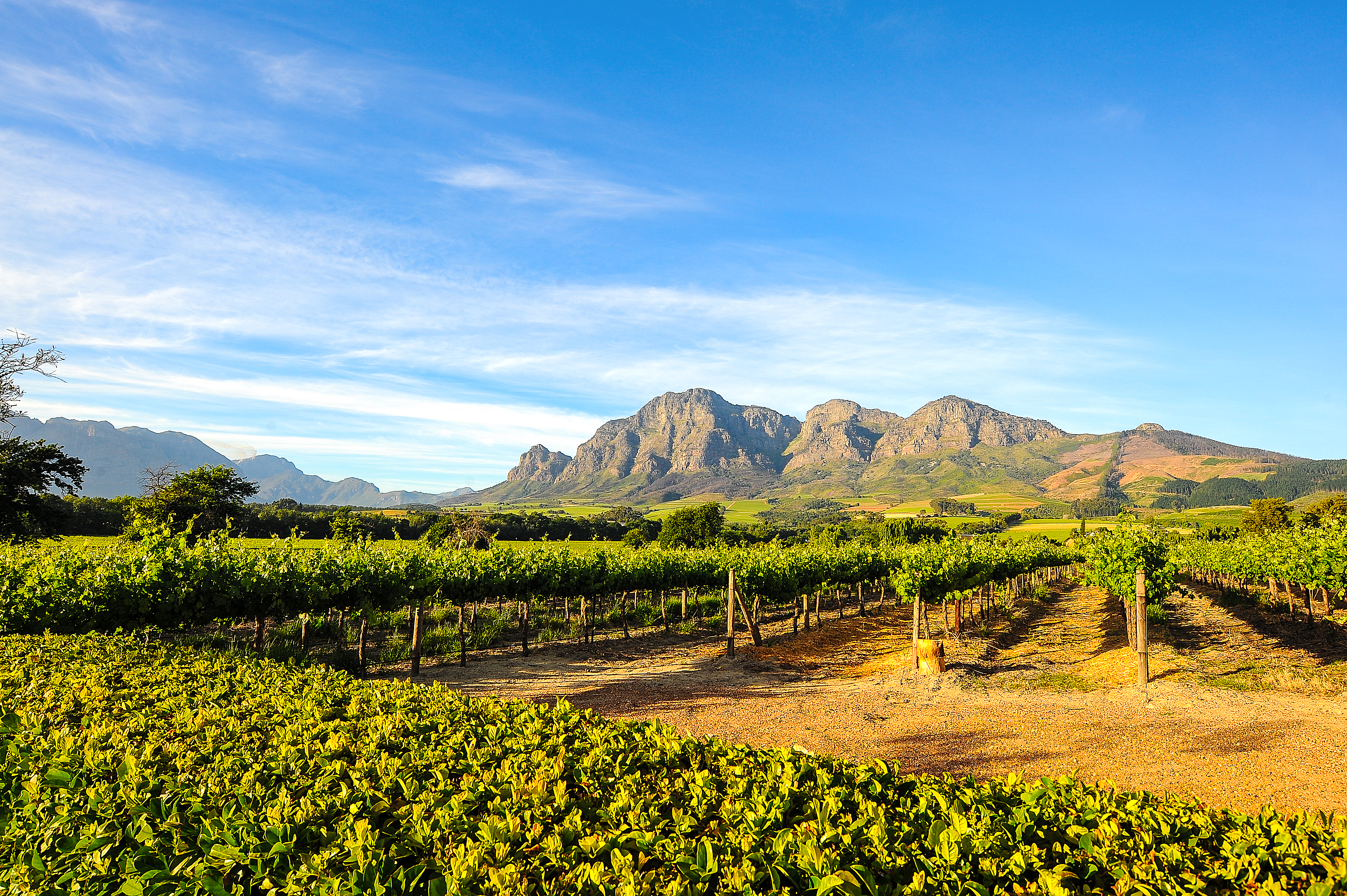 Winelands, South Africa