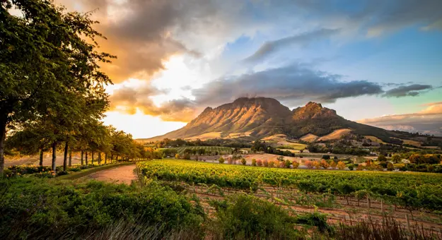 Winelands of South Africa 