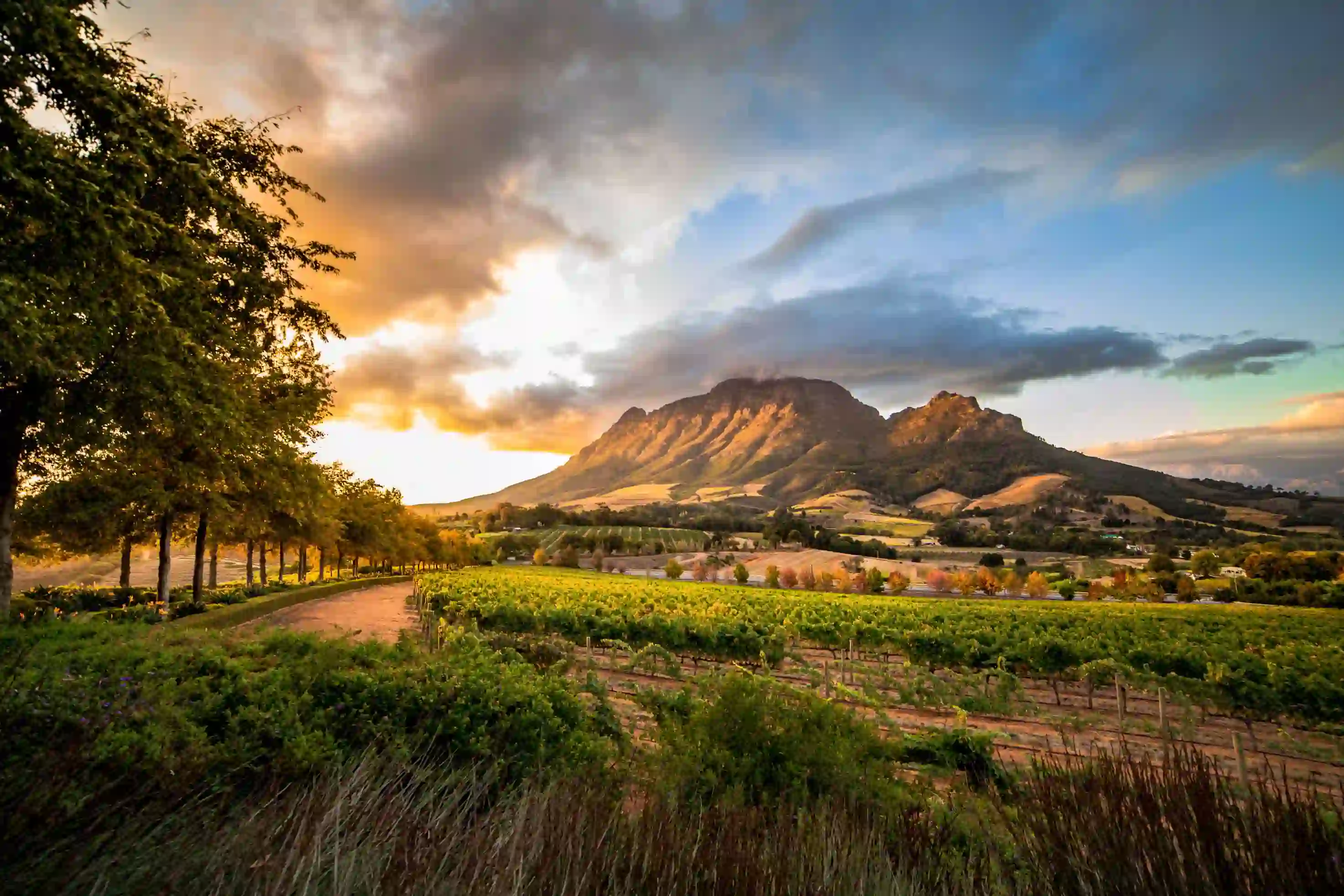 Winelands of South Africa 