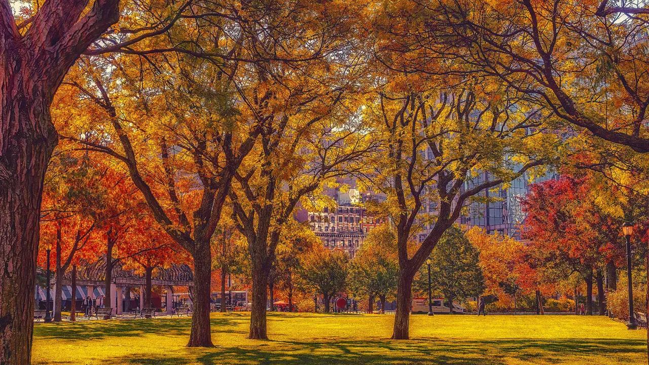 A park in Boston during autumn, with trees displaying vibrant golden leaves and fallen foliage covering the ground