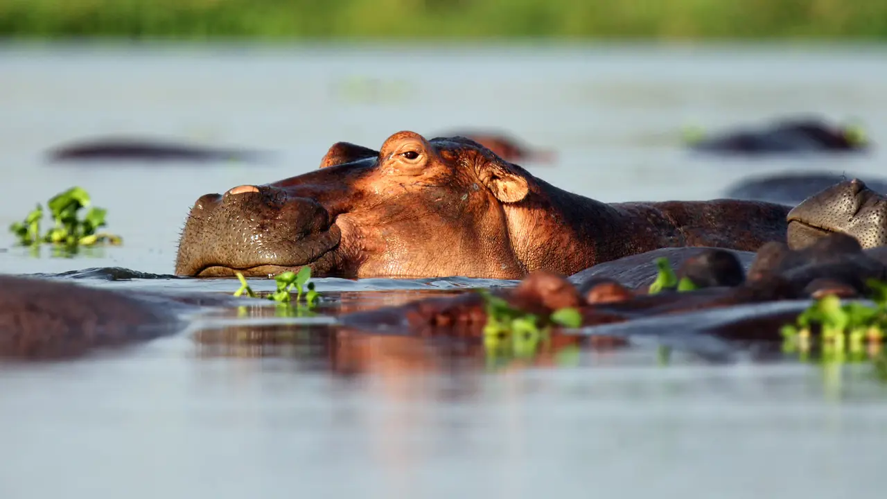 Hippo, Chobe National Park, Zimbabwe