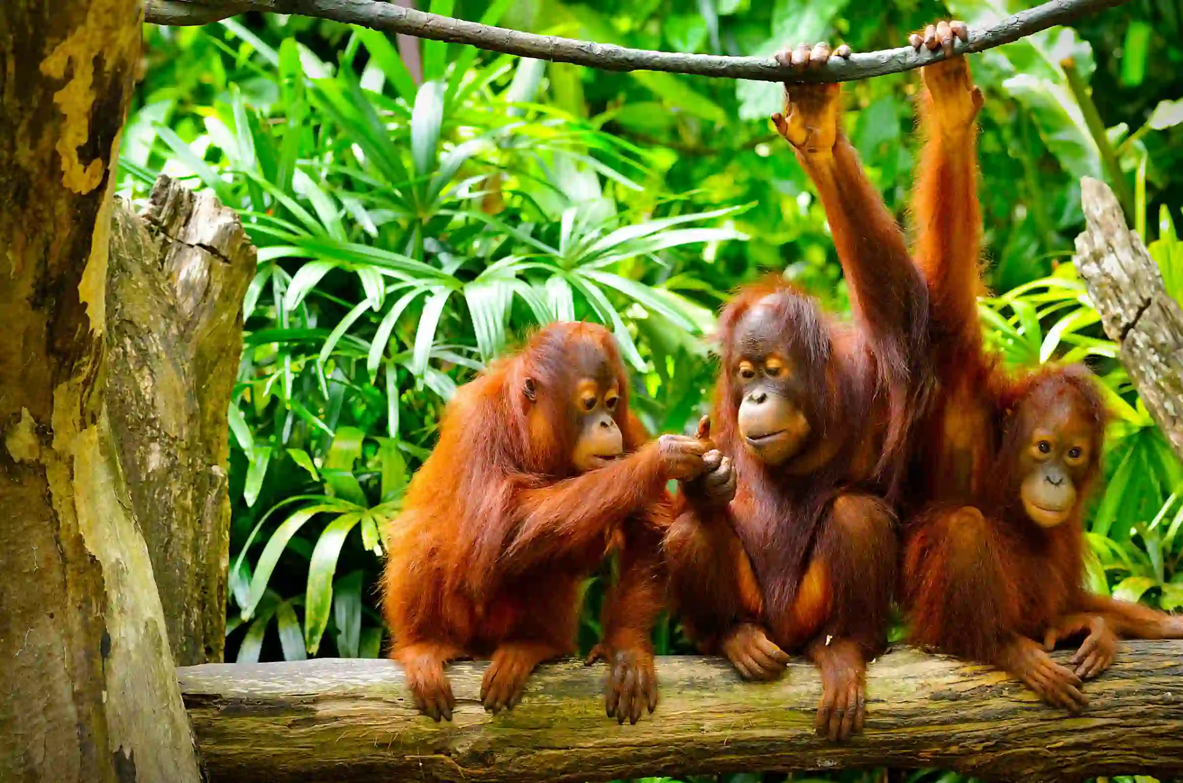 Orangutans, Borneo