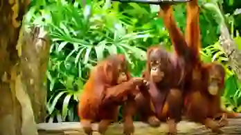 Three orangutans sitting and playing on a tree branch in a lush tropical rainforest in Borneo
