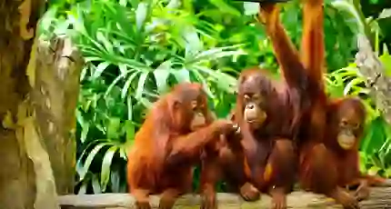 Three orangutans sitting and playing on a tree branch in a lush tropical rainforest in Borneo
