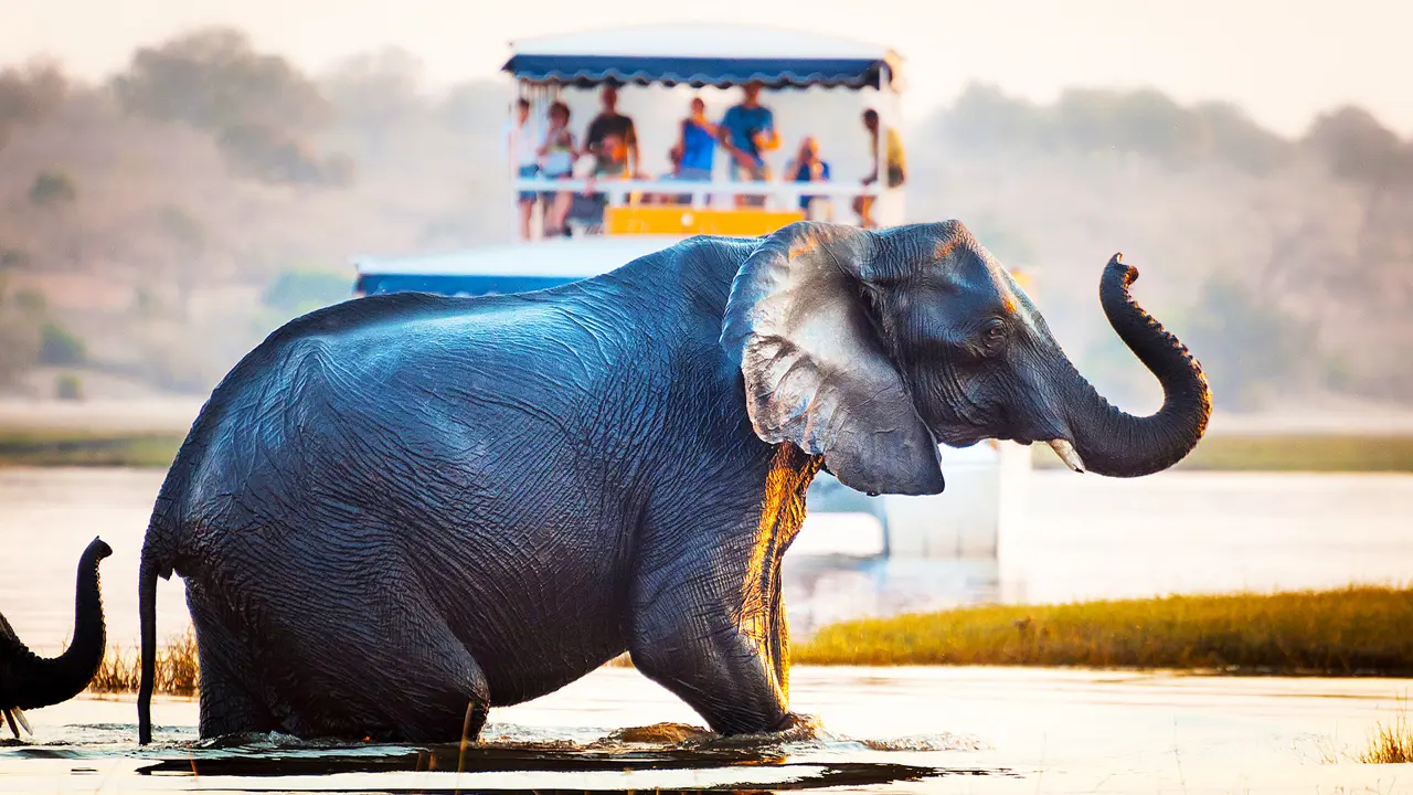 Elephant, Chobe National Park, Zimbabwe