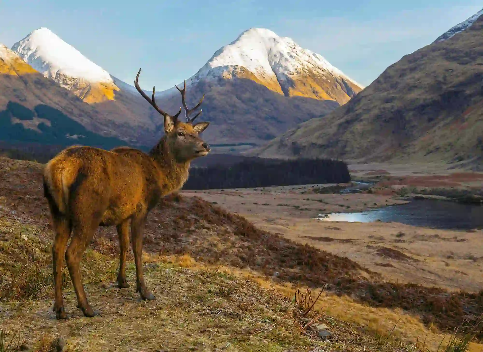 Stag in Scotland in the Highlands 