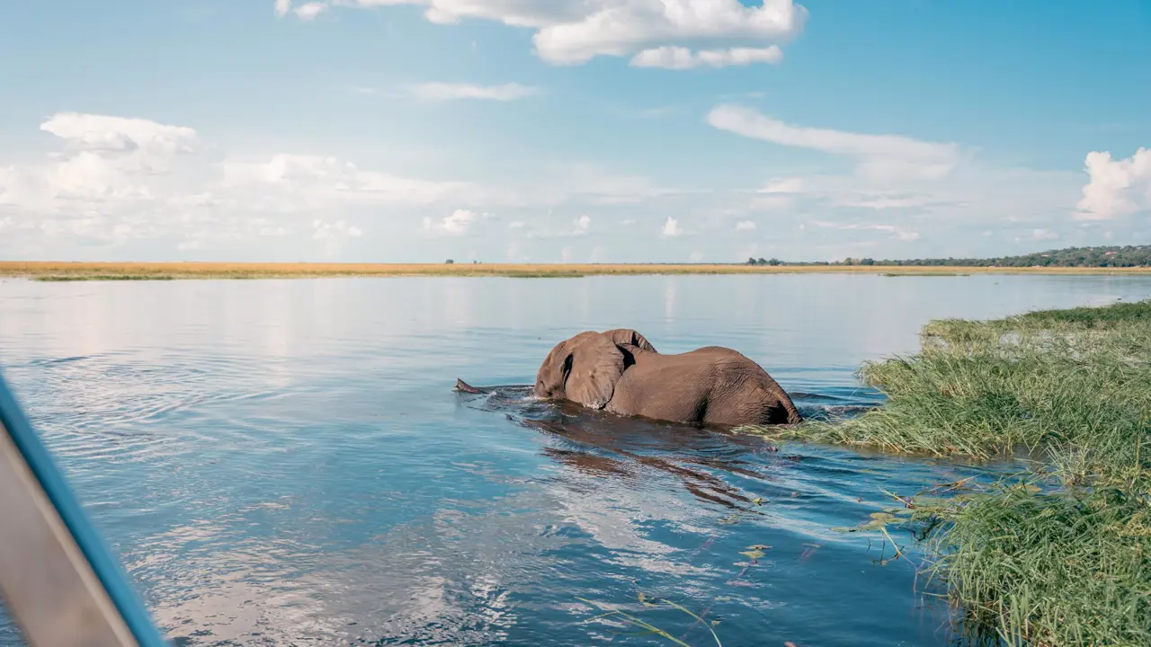 Chobe Boat Cruise Scenes 11