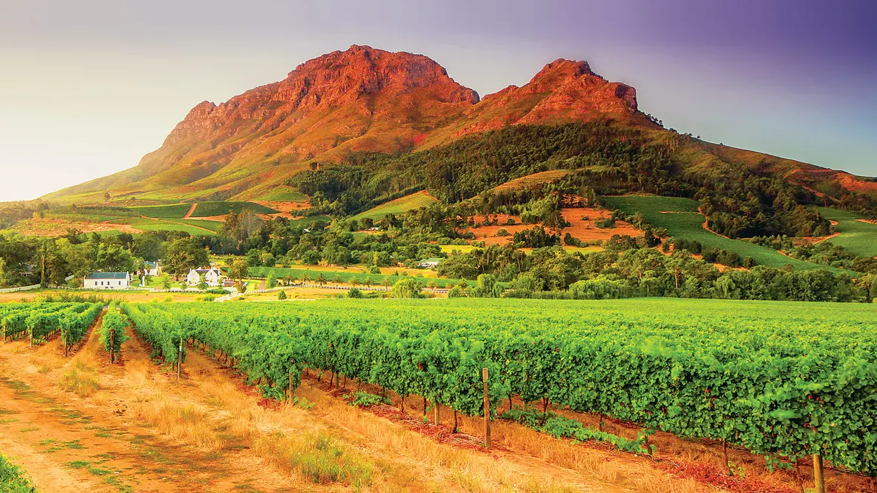 South Africa vineyard 