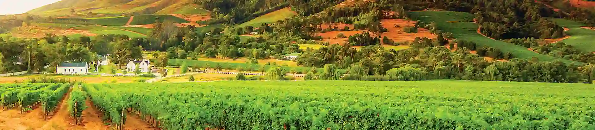 South Africa vineyard